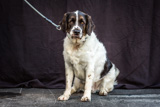 Riggs