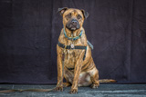 Enzo